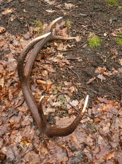 Dnesny,ale kamaratov.