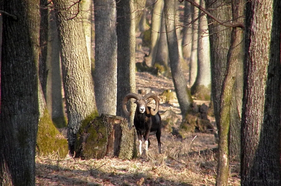 Bol som sledovaný