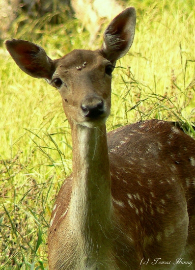 Mladica