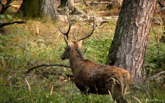 Jelenček