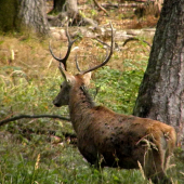 Jelenček