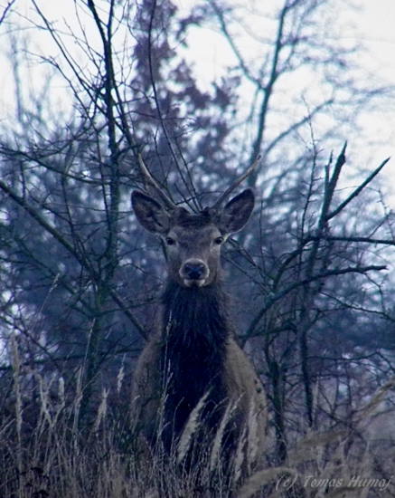 Mladý pánko,dobré ránko