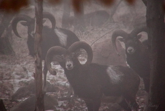 Potichúčky v rannej hmle