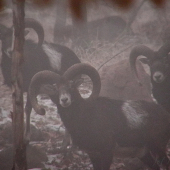 Potichúčky v rannej hmle