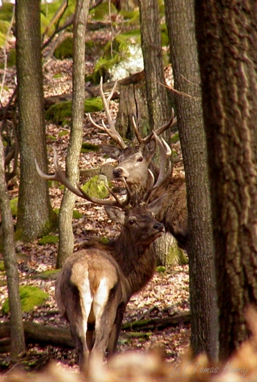 Nezhadzujeme    ha háááá