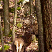 Nezhadzujeme    ha háááá