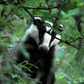 Podvečerné prekvapenie