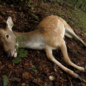 Výradík ako má byť