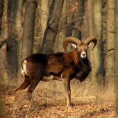 Muflónik