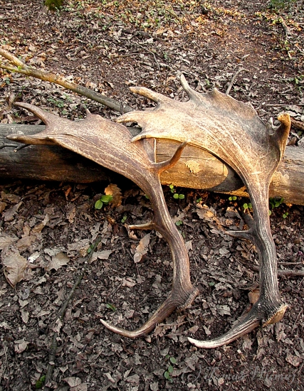 Podvečerná prechádzka