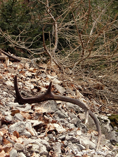 10-toráčik potešil