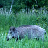 Krochkáčik