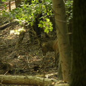 Spomienka ku koncu roka