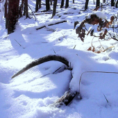 Povianočný a predsa pod stromčekom.