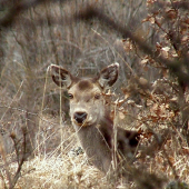 A čo keď mám biele končeky uší  ?