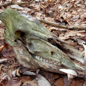 Padlý rytier