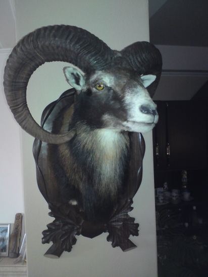 muflon