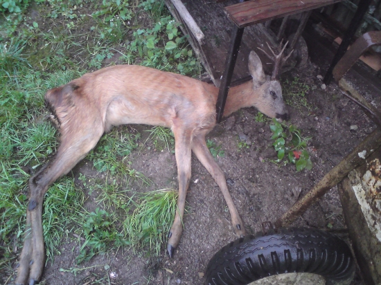 Prišiel až do dvora