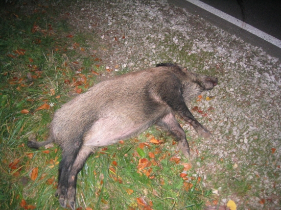 Lanstiacka po zrazke s autom...