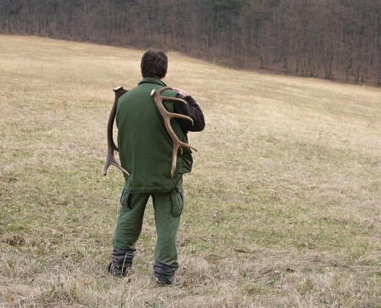 Z päťročných jeleňov.