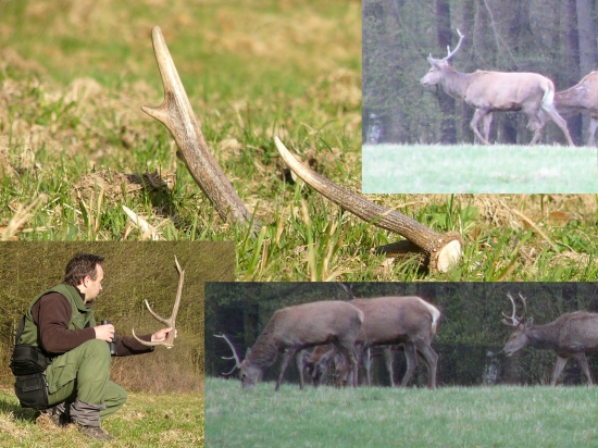 Videl som ako ho zhodil.