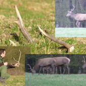 Videl som ako ho zhodil.