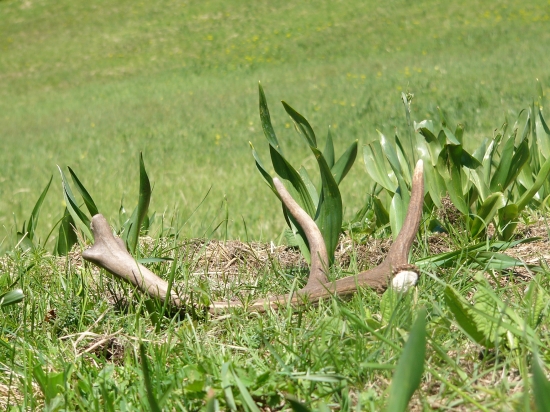 Malá odmena pri čistení krmelca na horskej lúke.