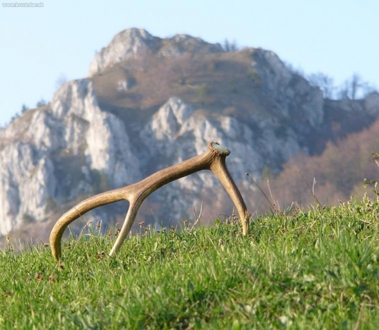 Zhadzovanie jeleních parohov je v zaverečnej fáze.