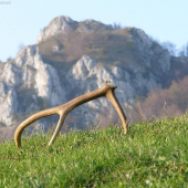 Zhadzovanie jeleních parohov je v zaverečnej fáze.