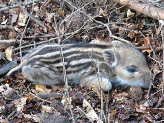 prekvapené diviača