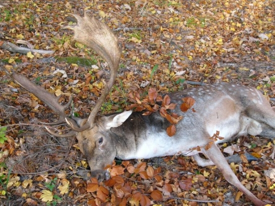 Starý daniel ulovený v ruji.