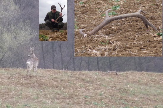 Ako mi srnec pomohol  nájsť jelení zhod