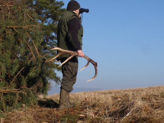 Z mladého nádejného jeleňa.