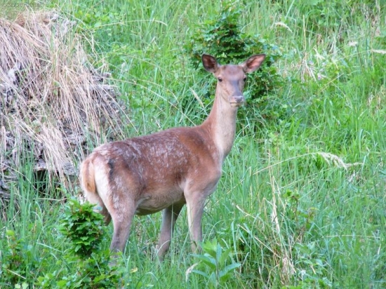 jelenica v rúbani.