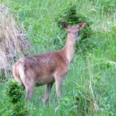 jelenica v rúbani.