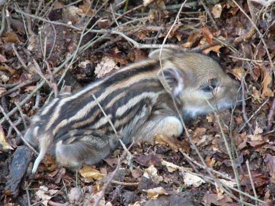 jedno jarne prekvapenie