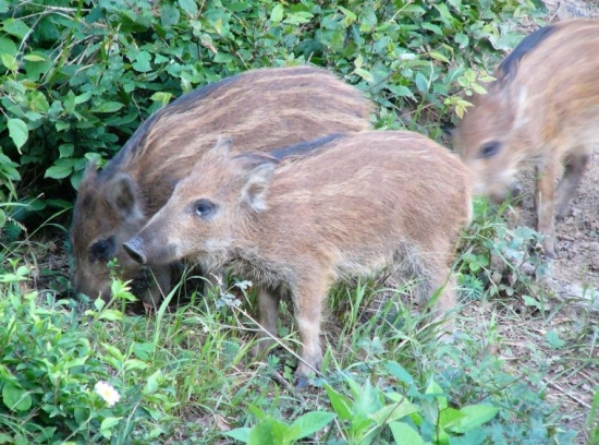 diviačata