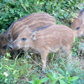 diviačata