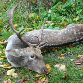Spomienka na minuloročny ulovok