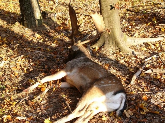 spomienka na uloveneho daniela roku 2006