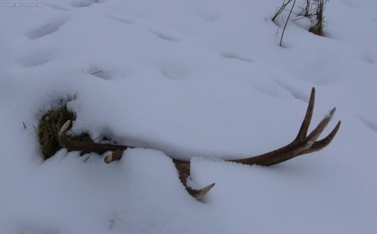 kamaratov zhod s februara 09.