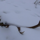 kamaratov zhod s februara 09.