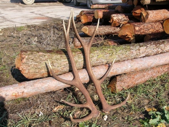 Petrove bronzove zhody