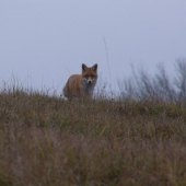prekvapená na hrebeni.
