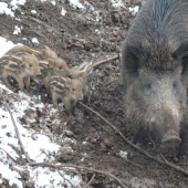 Januárové diviačatá.