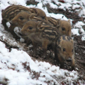 Januárové diviačatá 2.