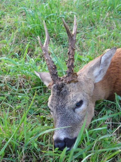 kamaratov srnec z roku 2007