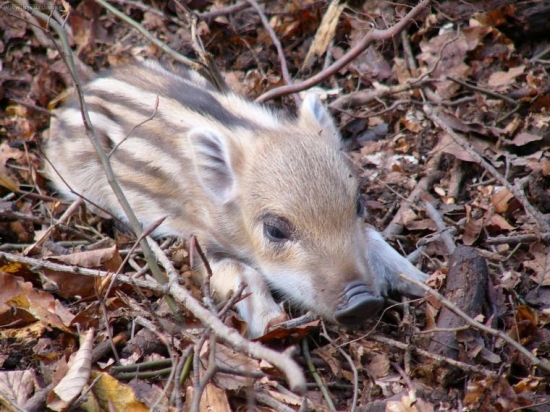 jarne prekvapenie spred dvoch rokov
