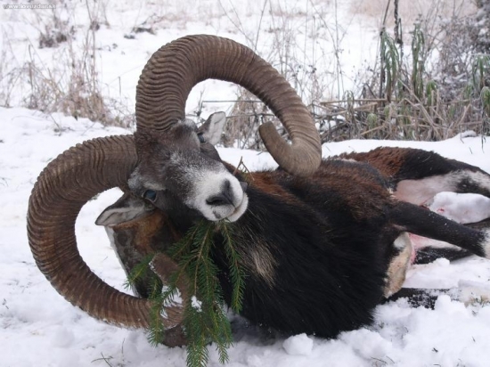 Zlaty baran 224 bodov