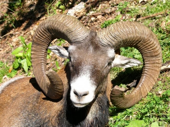 Minuloročny strieborny baran